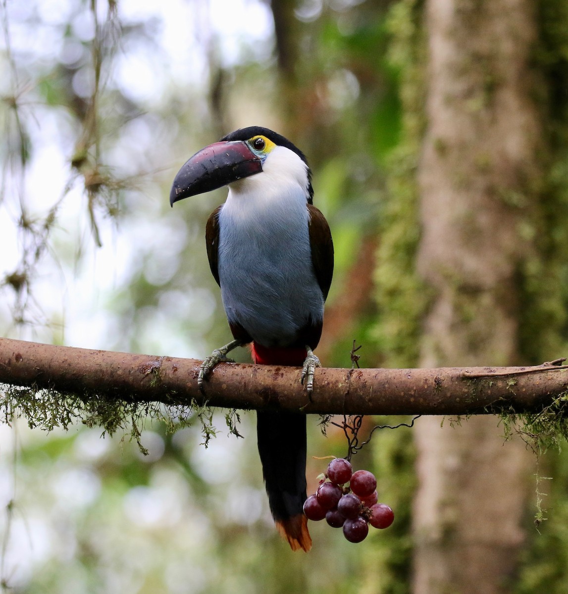 Black-billed Mountain-Toucan - ML636594184