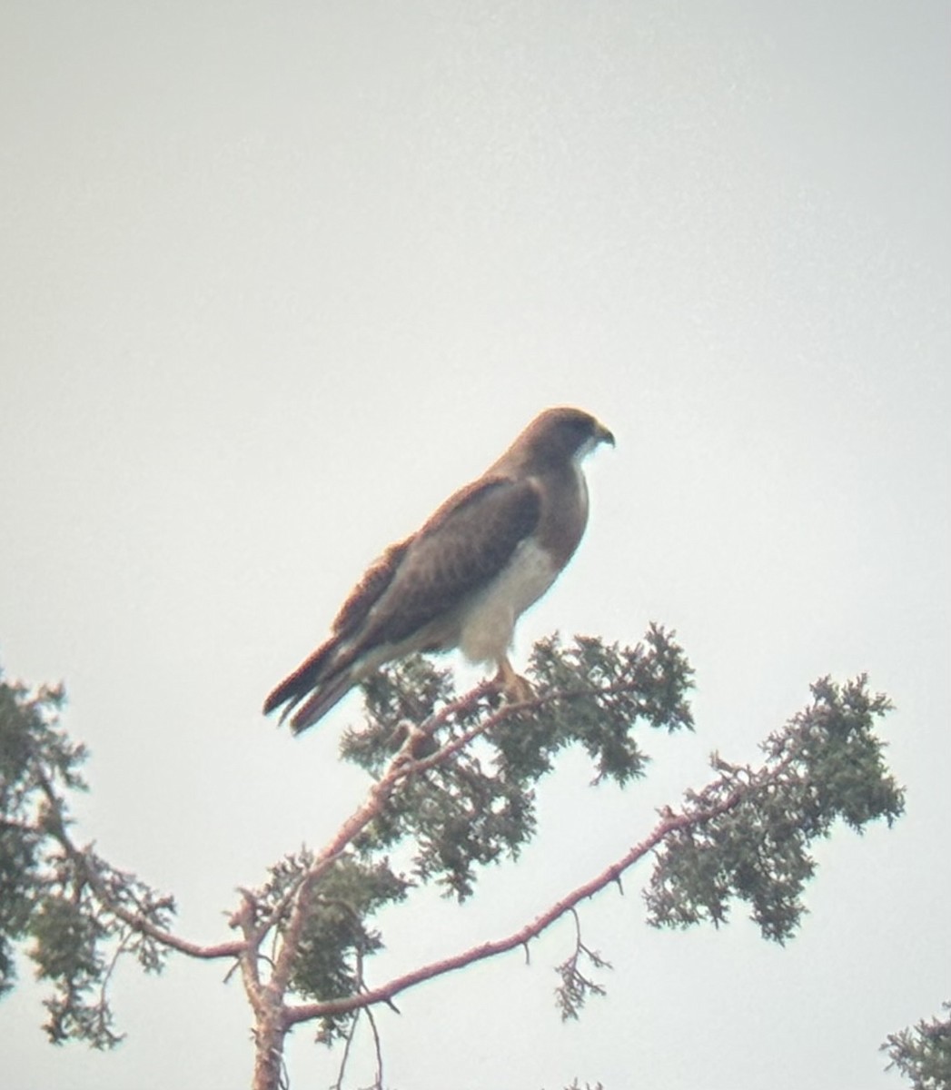Swainson's Hawk - ML636594192