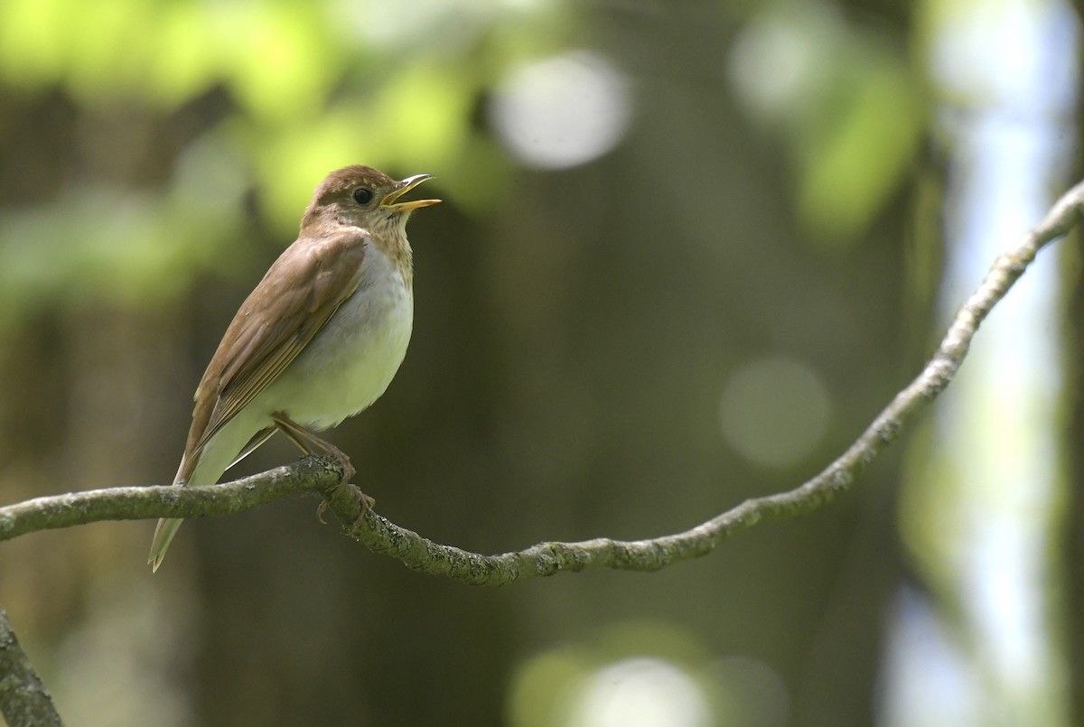 Weidenmusendrossel - ML636594233