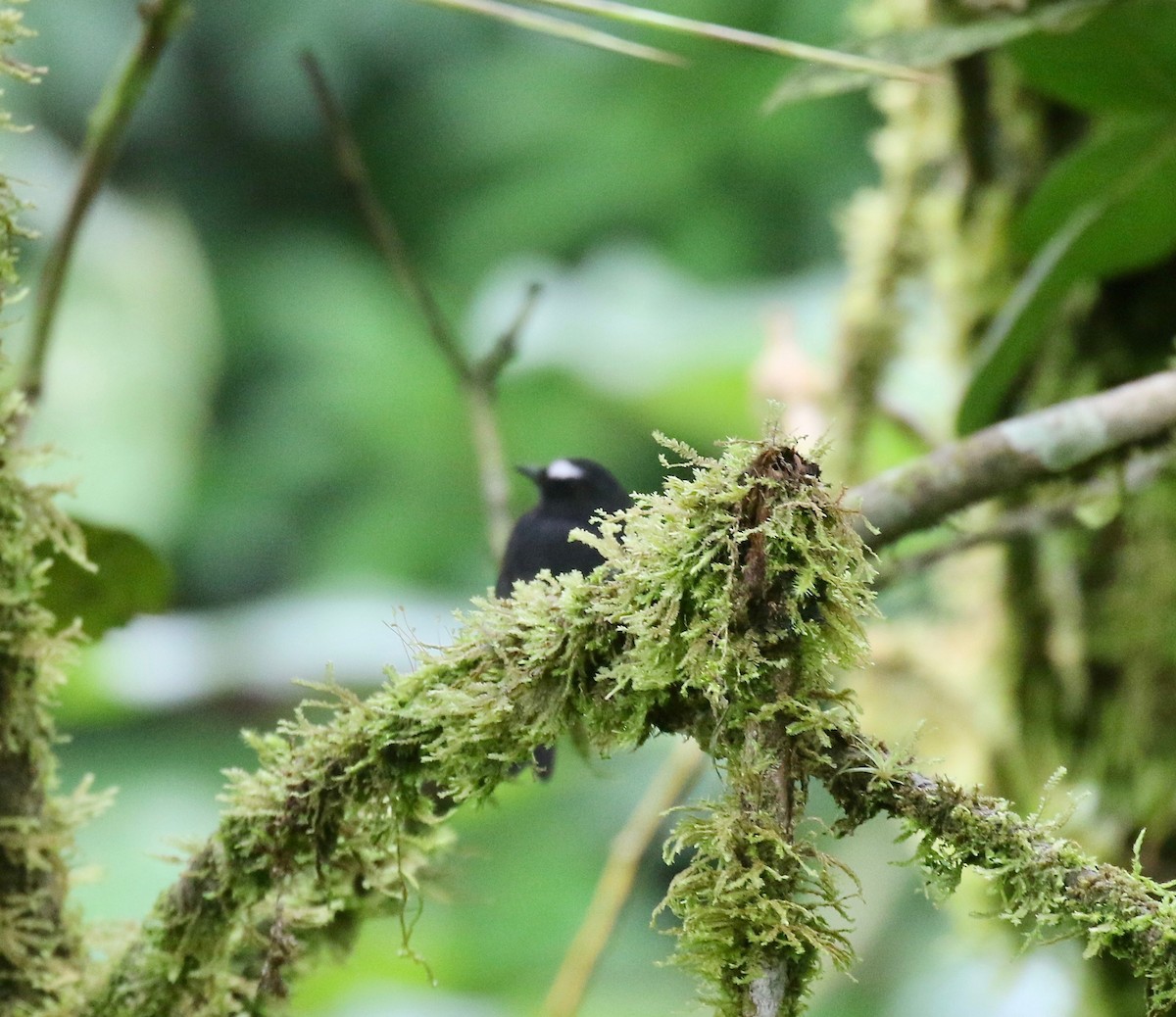 Chestnut-bellied Chat-Tyrant - ML636594282