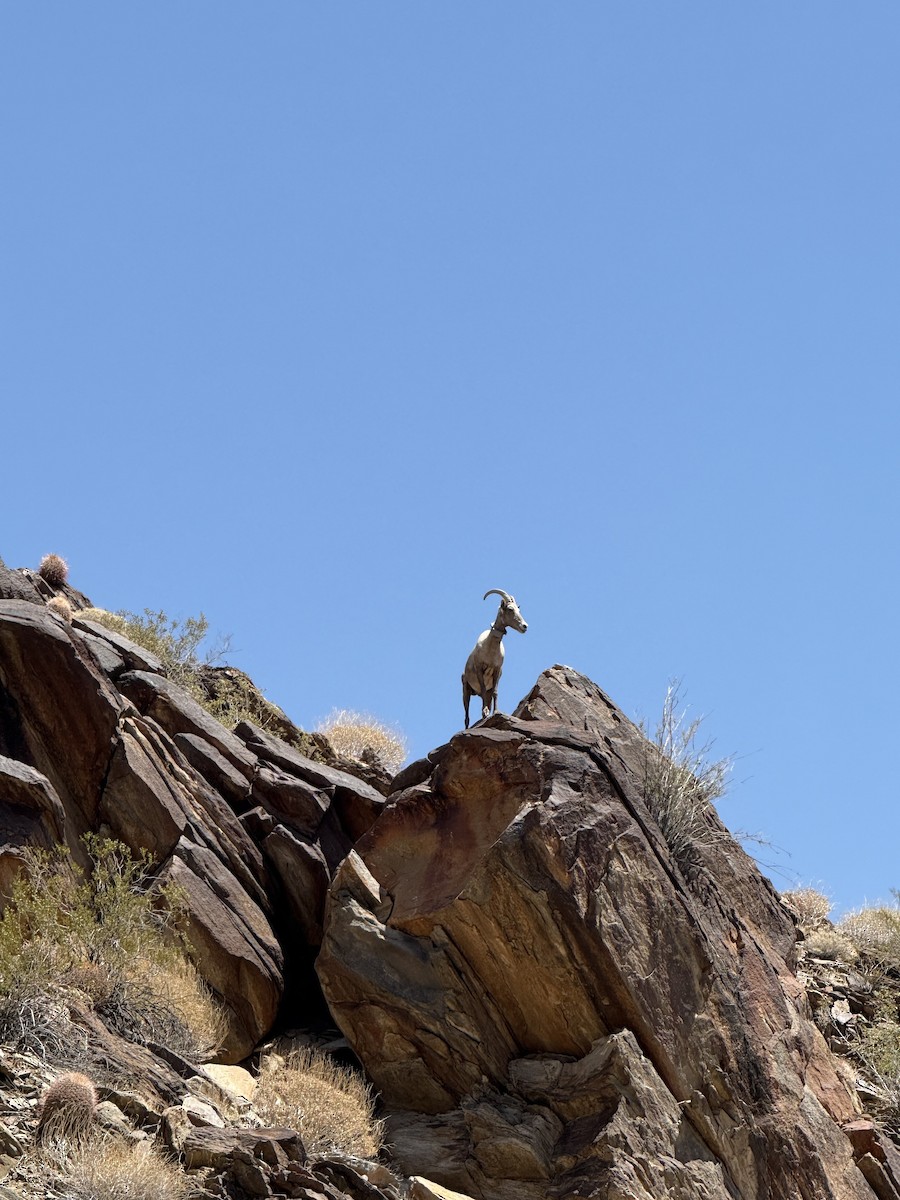 Animals - ML636594325