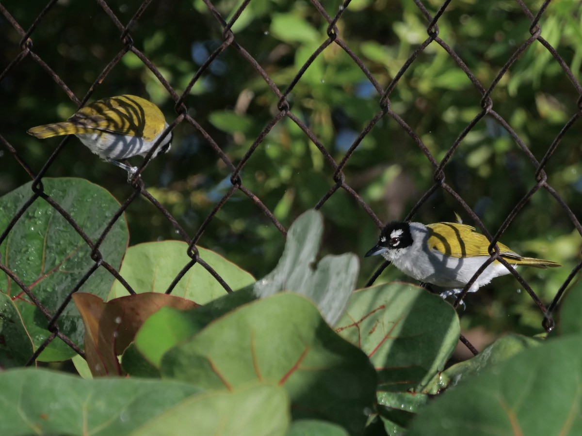 Black-crowned Palm-Tanager - ML636594329