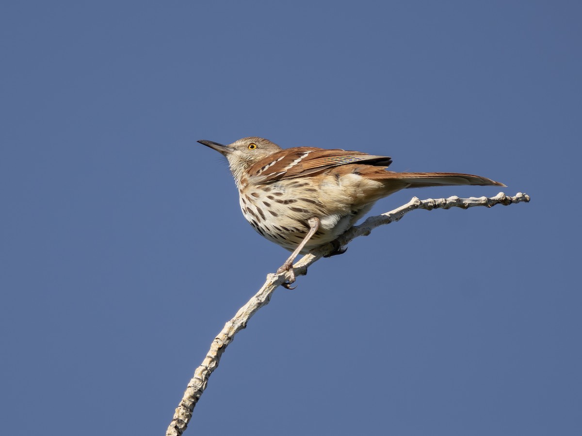 Brown Thrasher - ML636594339