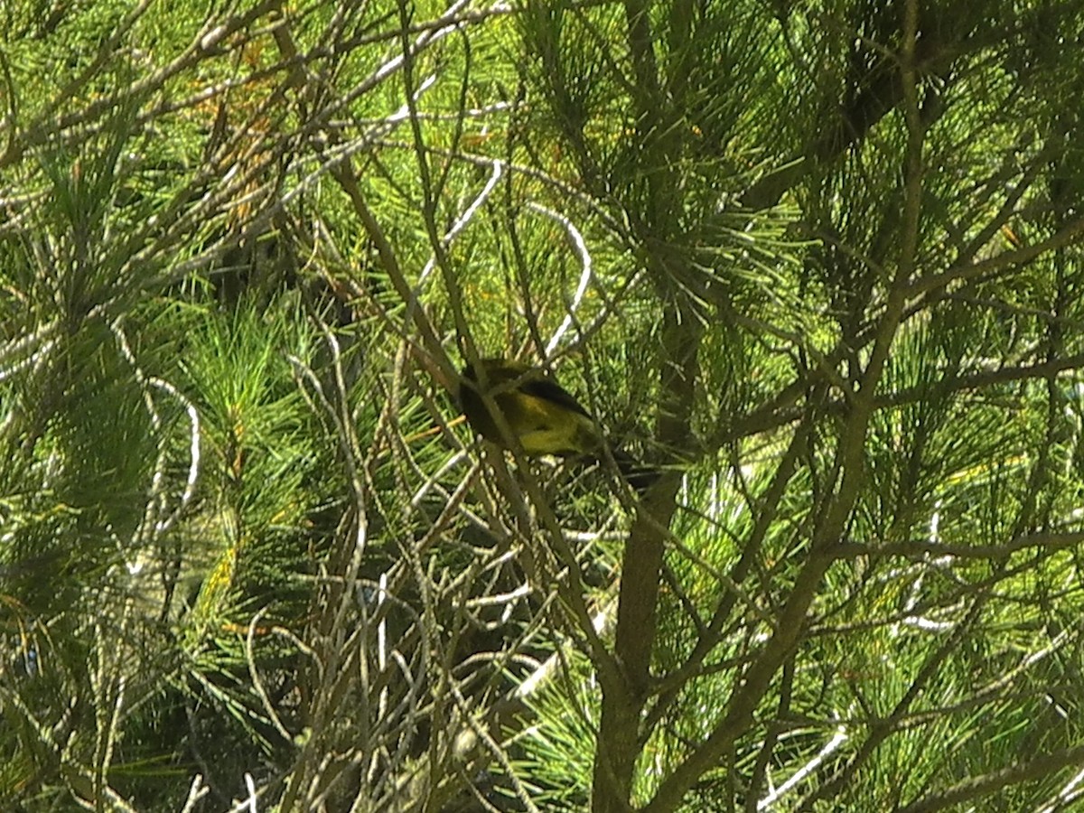New Zealand Bellbird - ML636594424