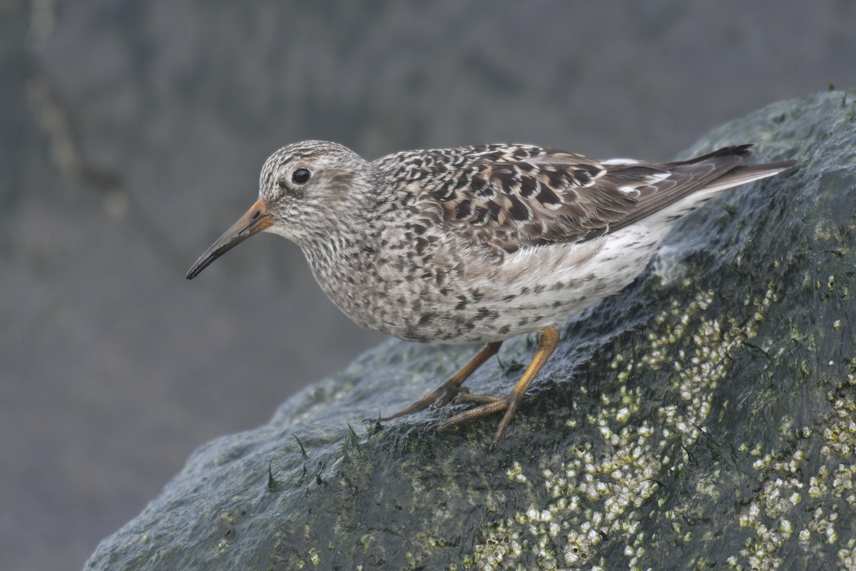 Meerstrandläufer - ML636594525