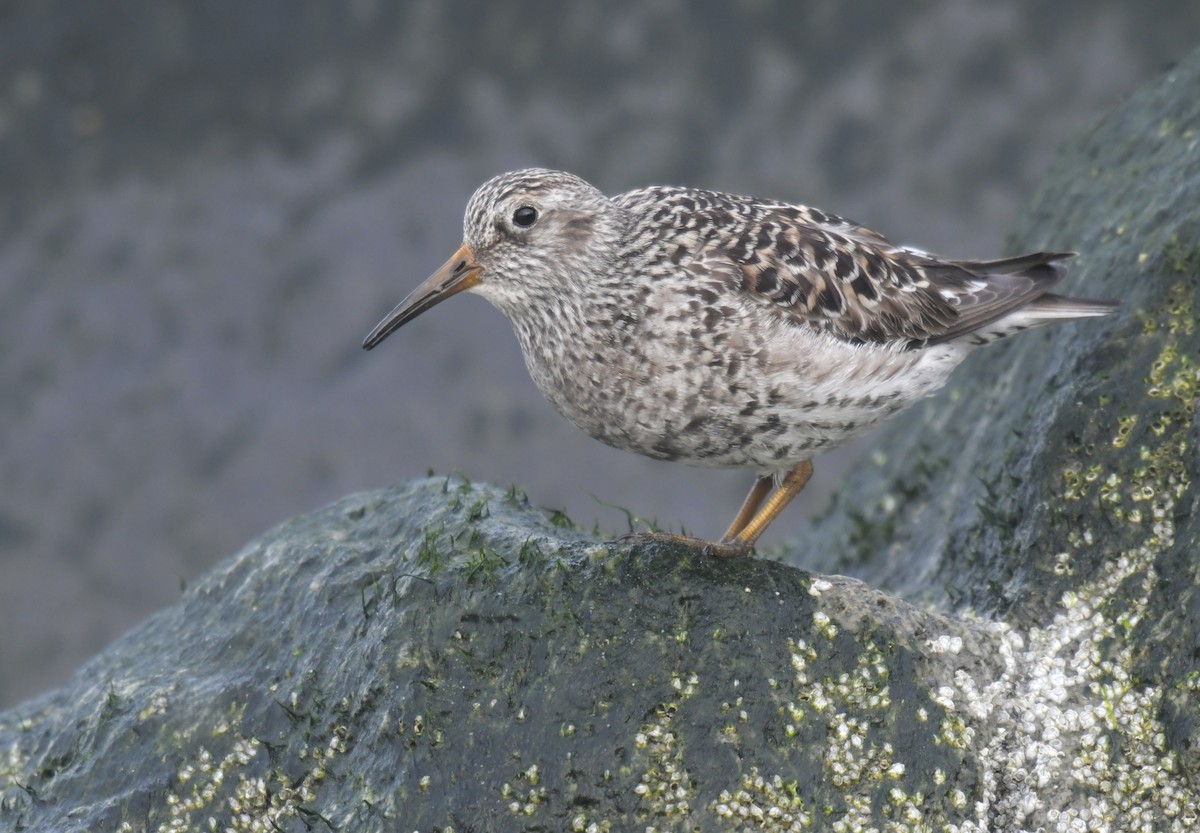 Meerstrandläufer - ML636594526