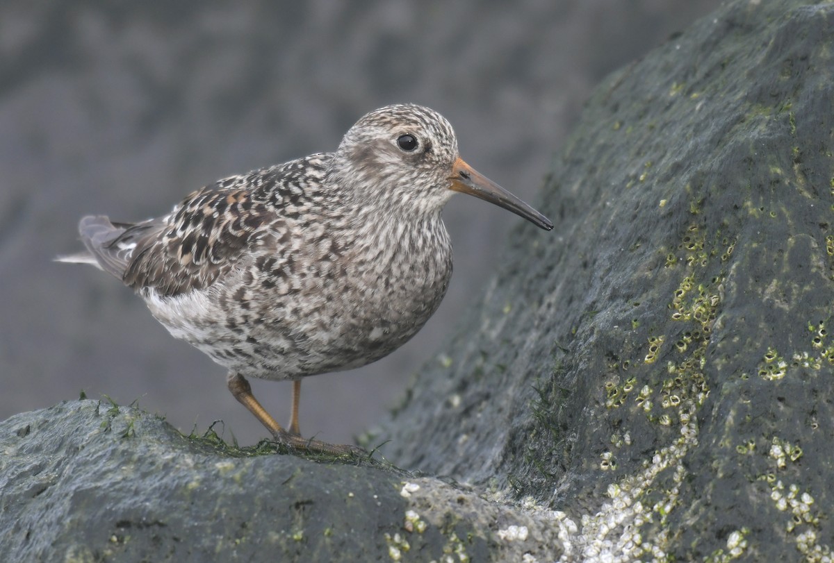 Meerstrandläufer - ML636594527
