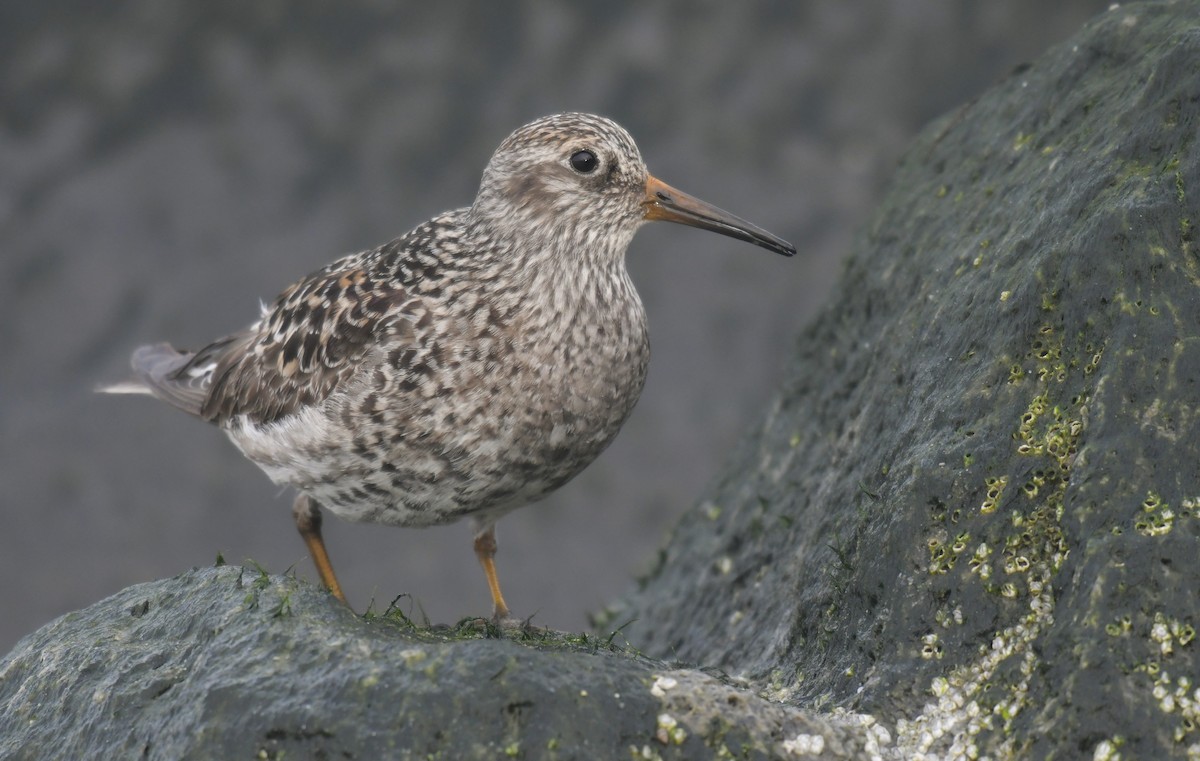 Meerstrandläufer - ML636594528