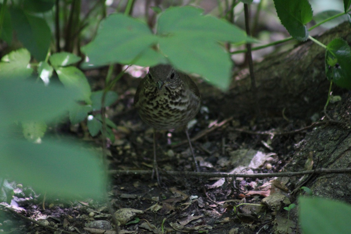 Gray-cheeked Thrush - ML636594549