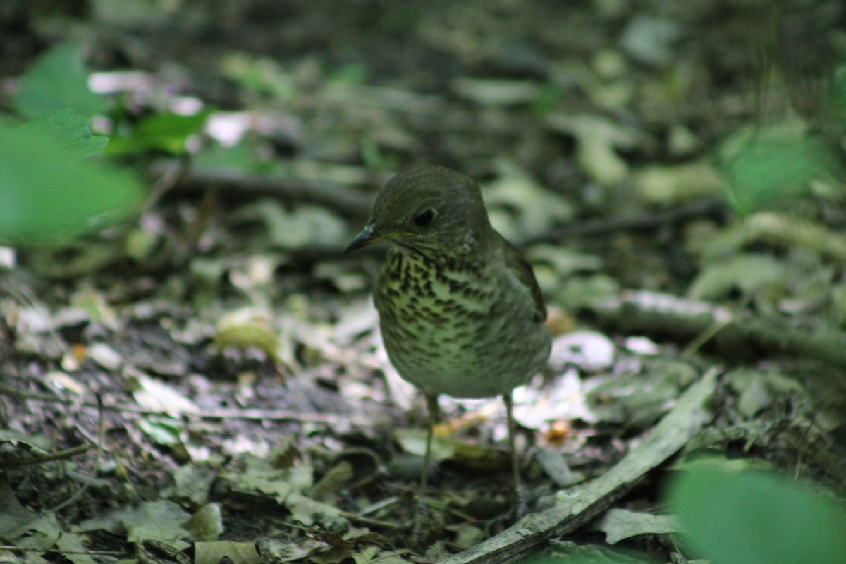 Gray-cheeked Thrush - ML636594550