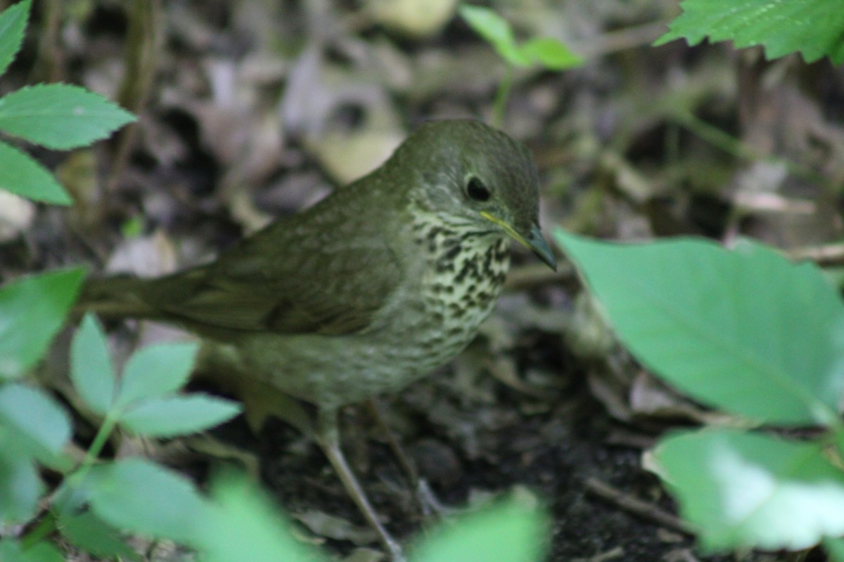 Gray-cheeked Thrush - ML636594551