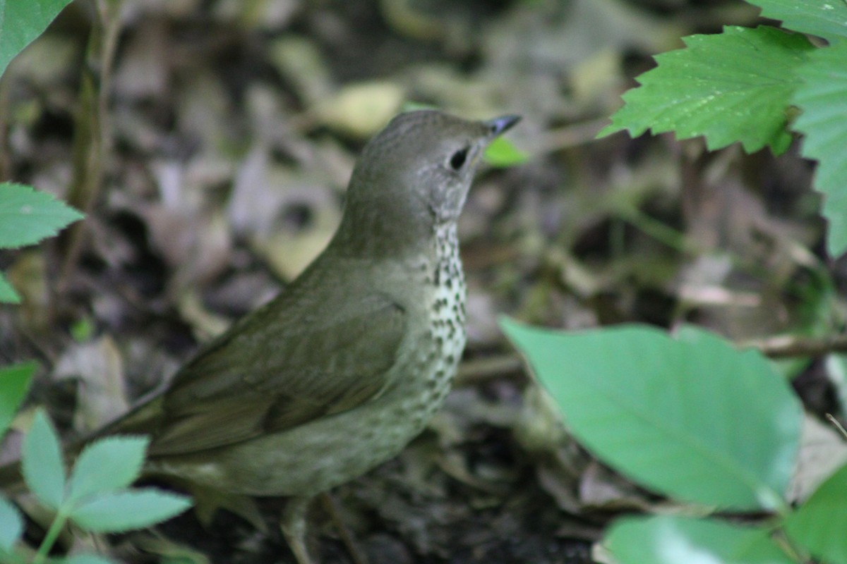 Gray-cheeked Thrush - ML636594552