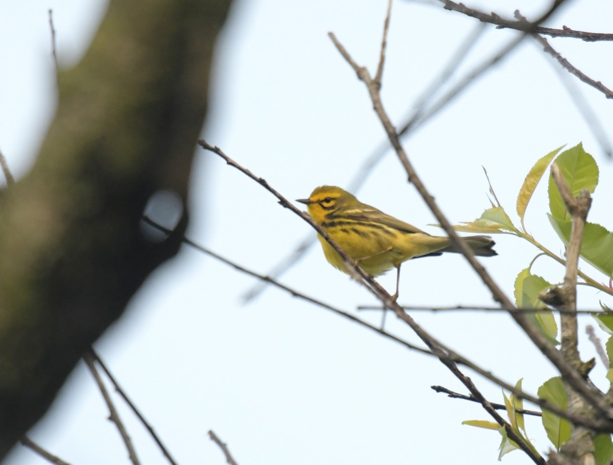 Rotmantel-Waldsänger - ML636594633