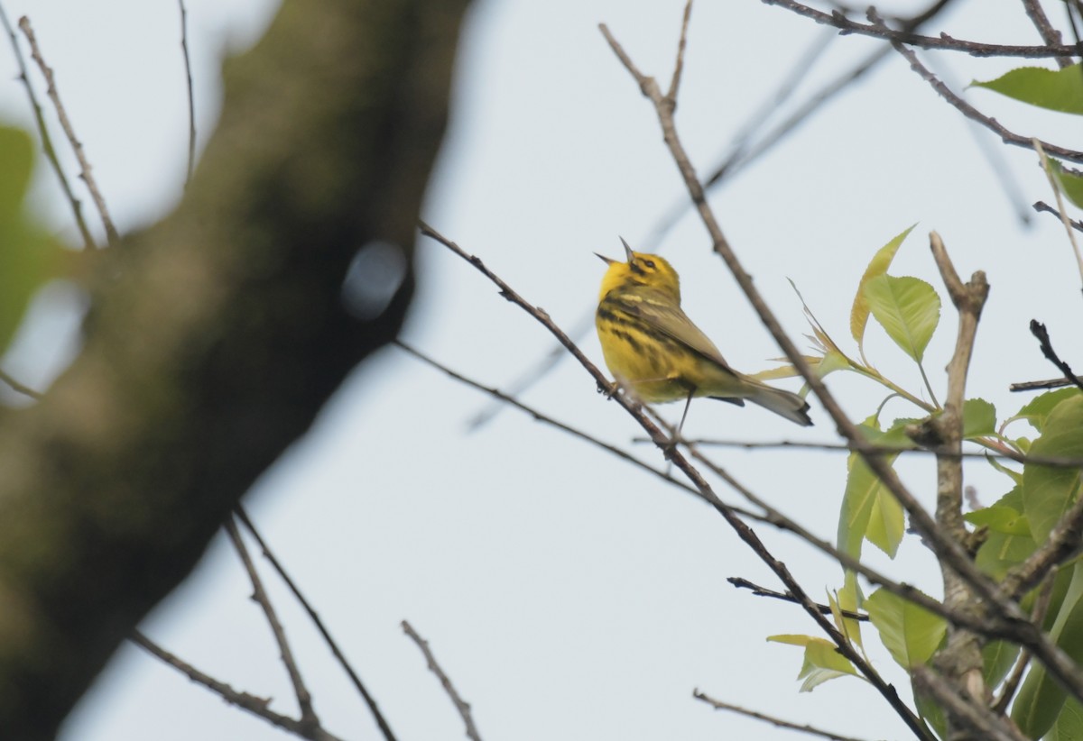Rotmantel-Waldsänger - ML636594634