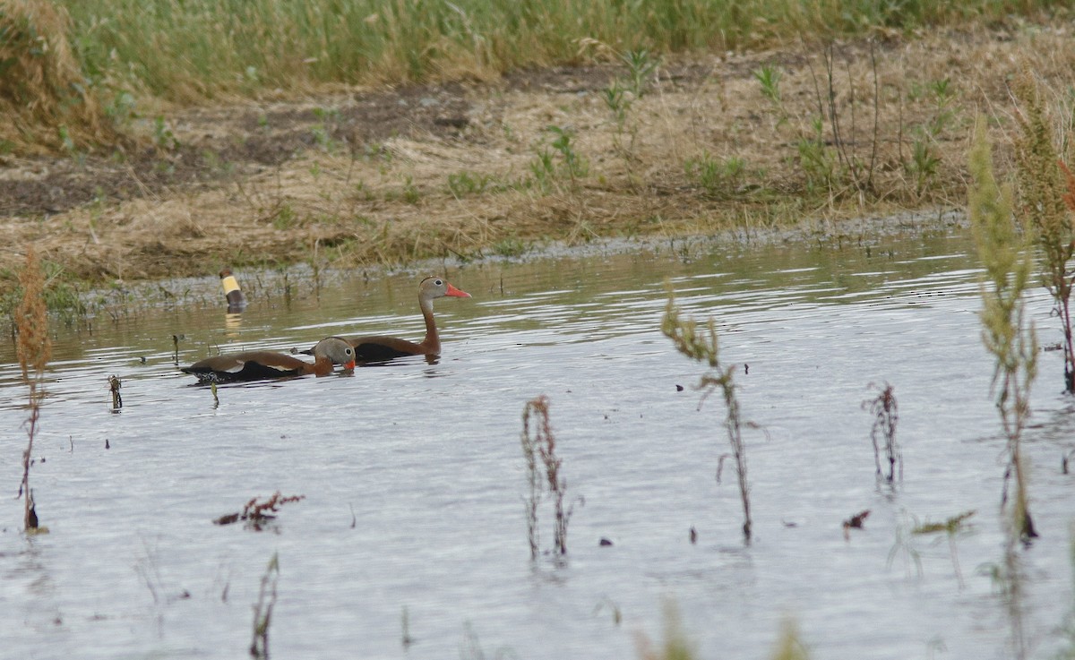 Black-bellied Whistling-Duck - ML636594651