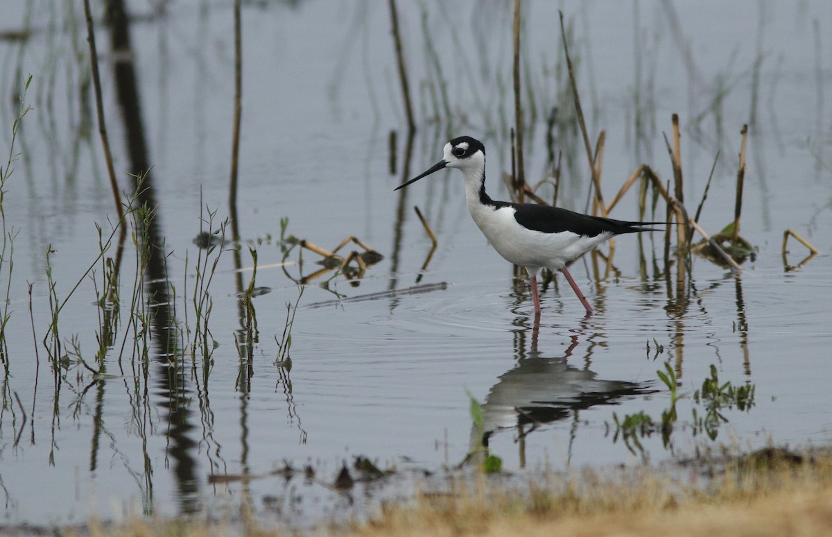Black-necked Stilt - ML636594662