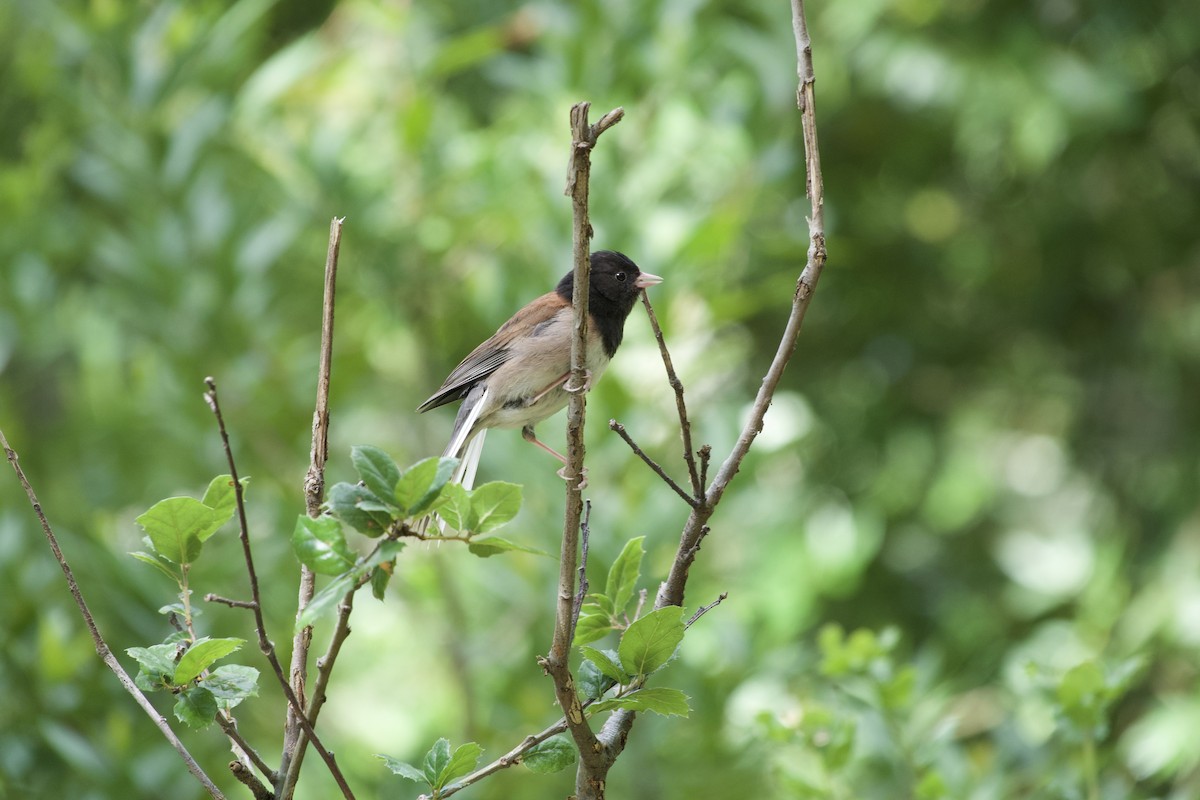 Dark-eyed Junco - ML636594722