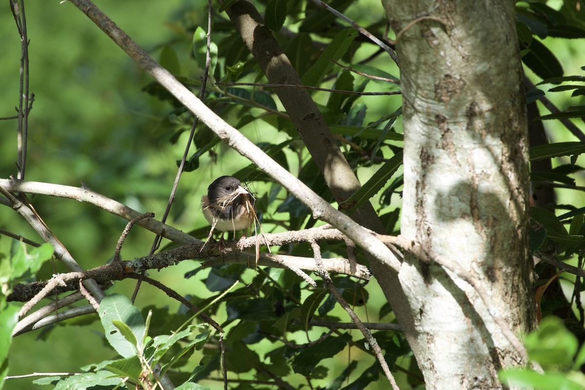 Dark-eyed Junco - ML636594756