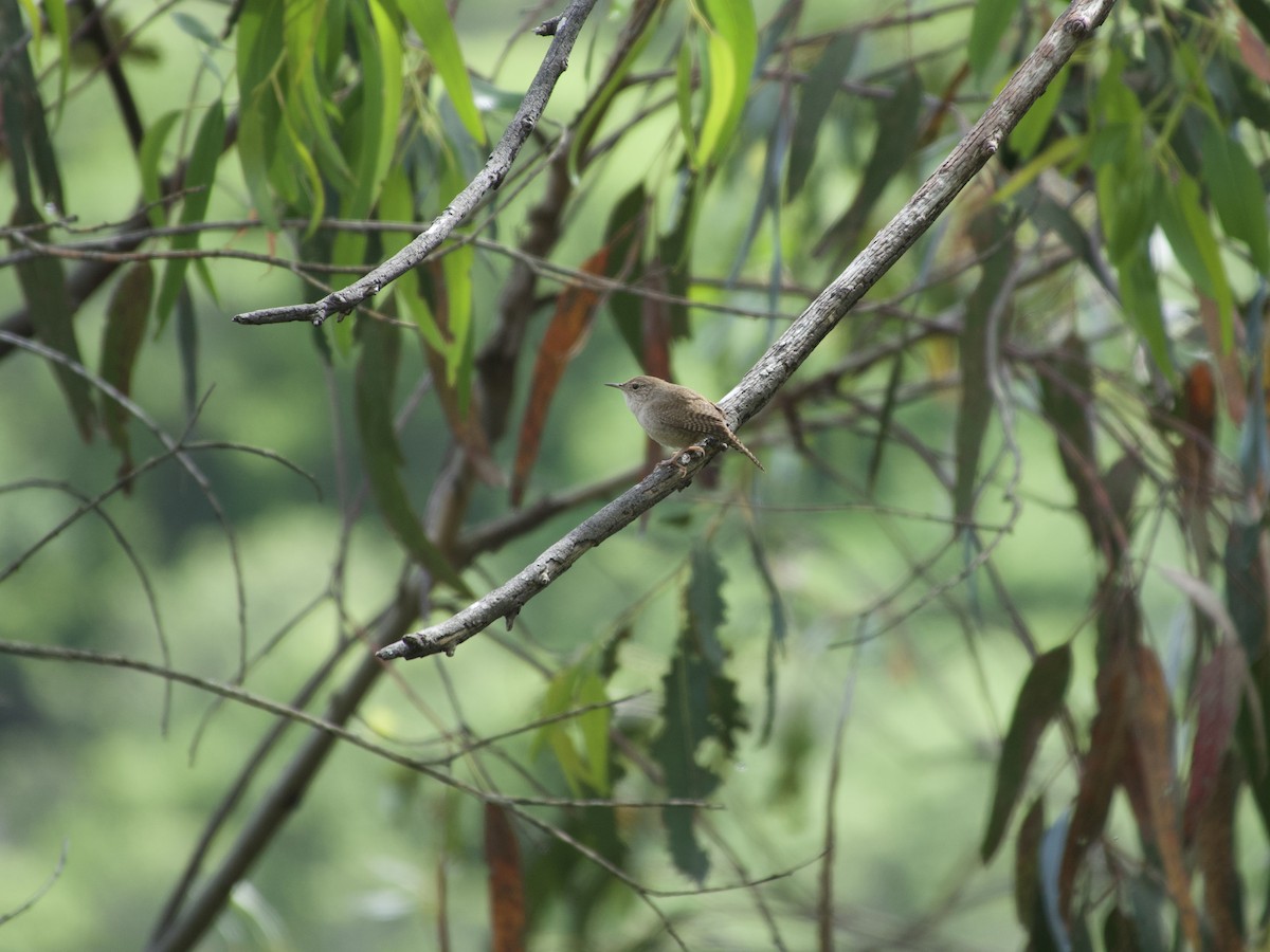 Northern House Wren - ML636594770