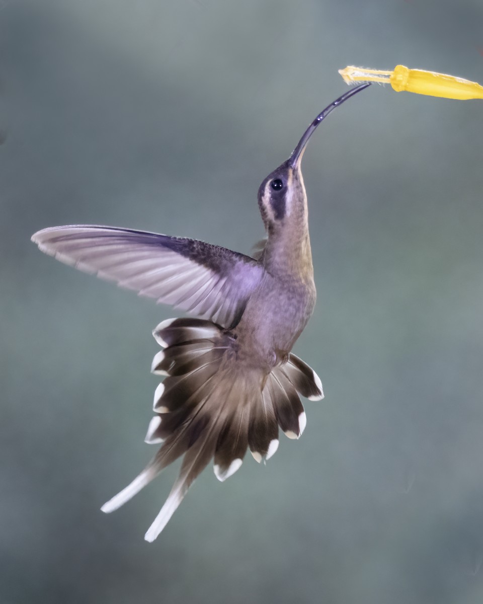 Long-billed Hermit - ML636594799