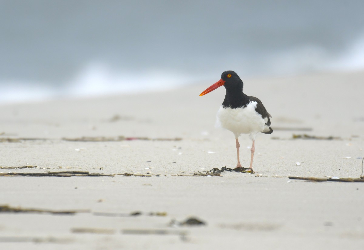 Braunmantel-Austernfischer - ML636594817