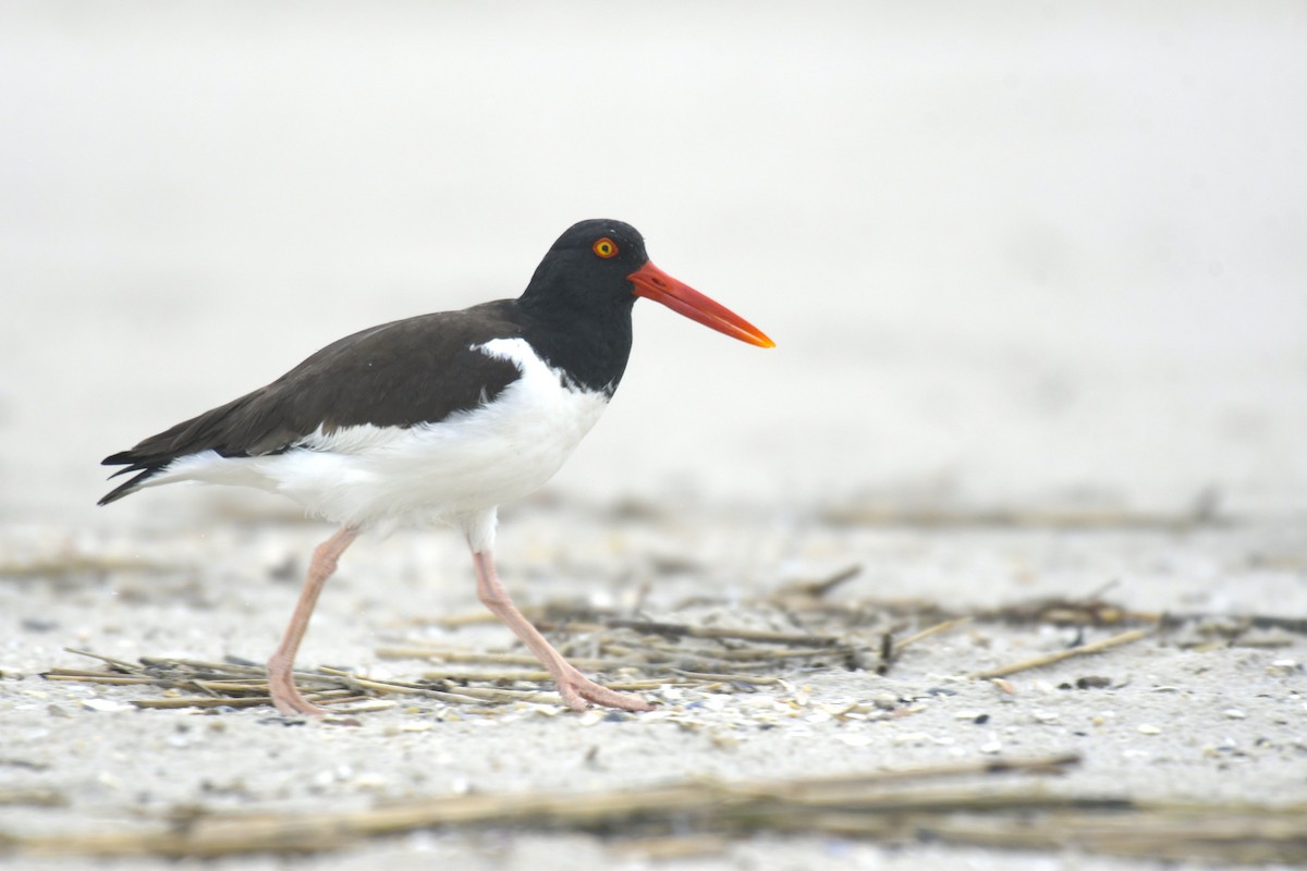 Braunmantel-Austernfischer - ML636594819