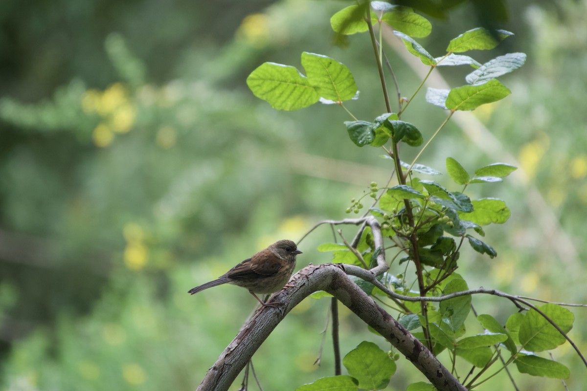 Dark-eyed Junco - ML636594821