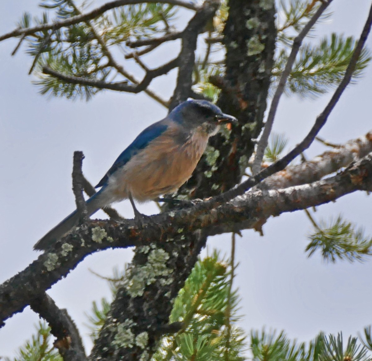 Woodhouse's Scrub-Jay - ML636594832