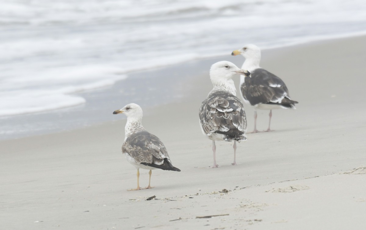 Mantelmöwe - ML636594846