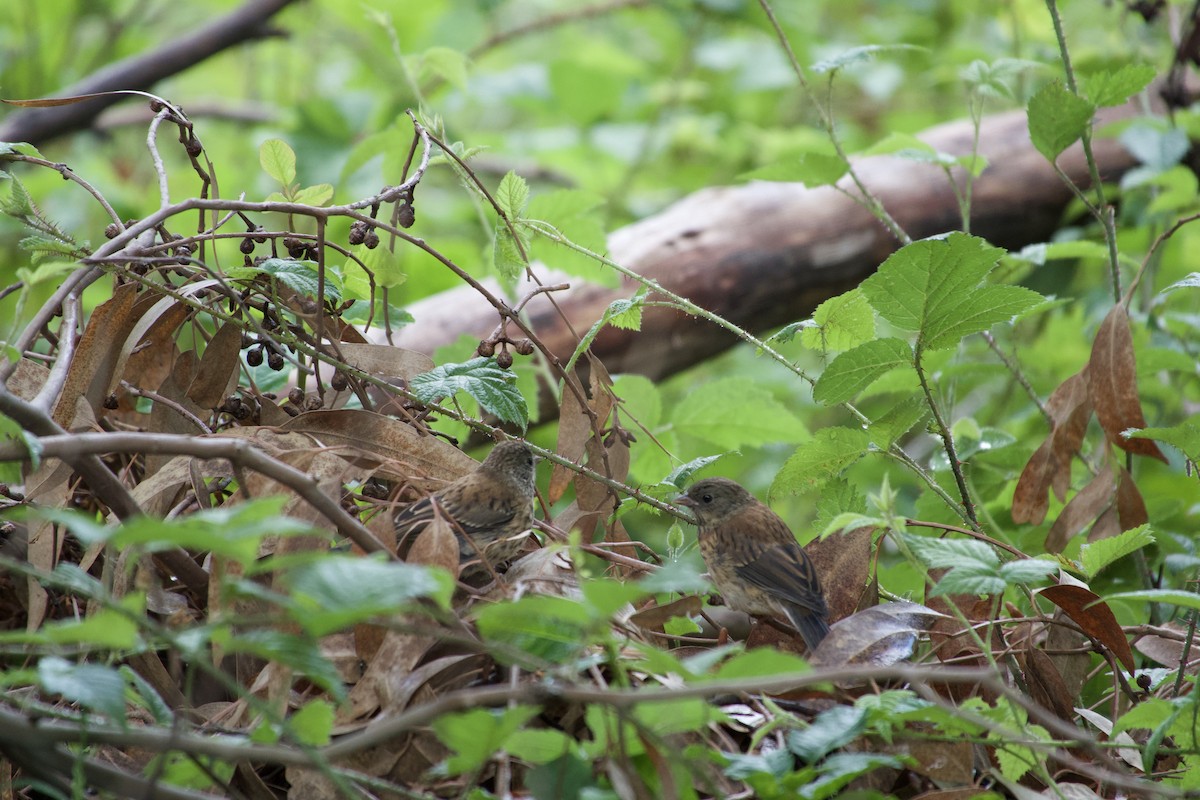Dark-eyed Junco - ML636594847