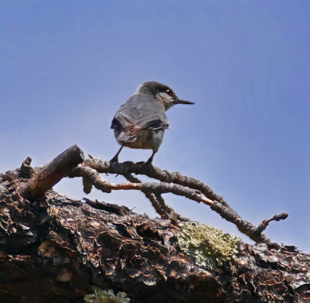 Pygmy Nuthatch - ML636594865