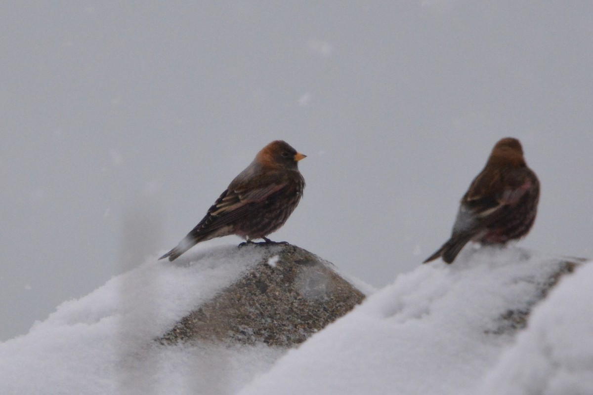 Asian Rosy-Finch - ML636594877