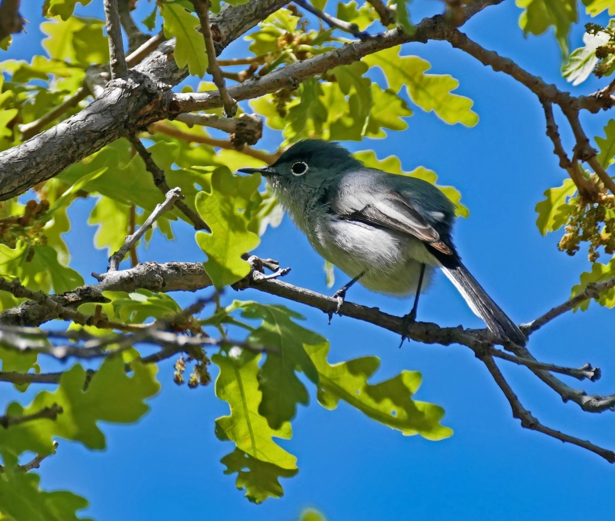 Blue-gray Gnatcatcher - ML636594884
