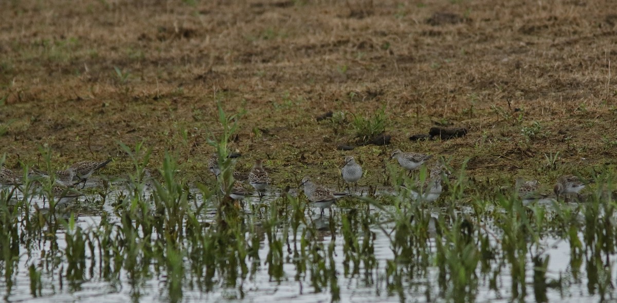 White-rumped Sandpiper - ML636594903
