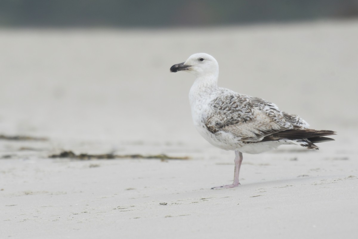 Mantelmöwe - ML636594914