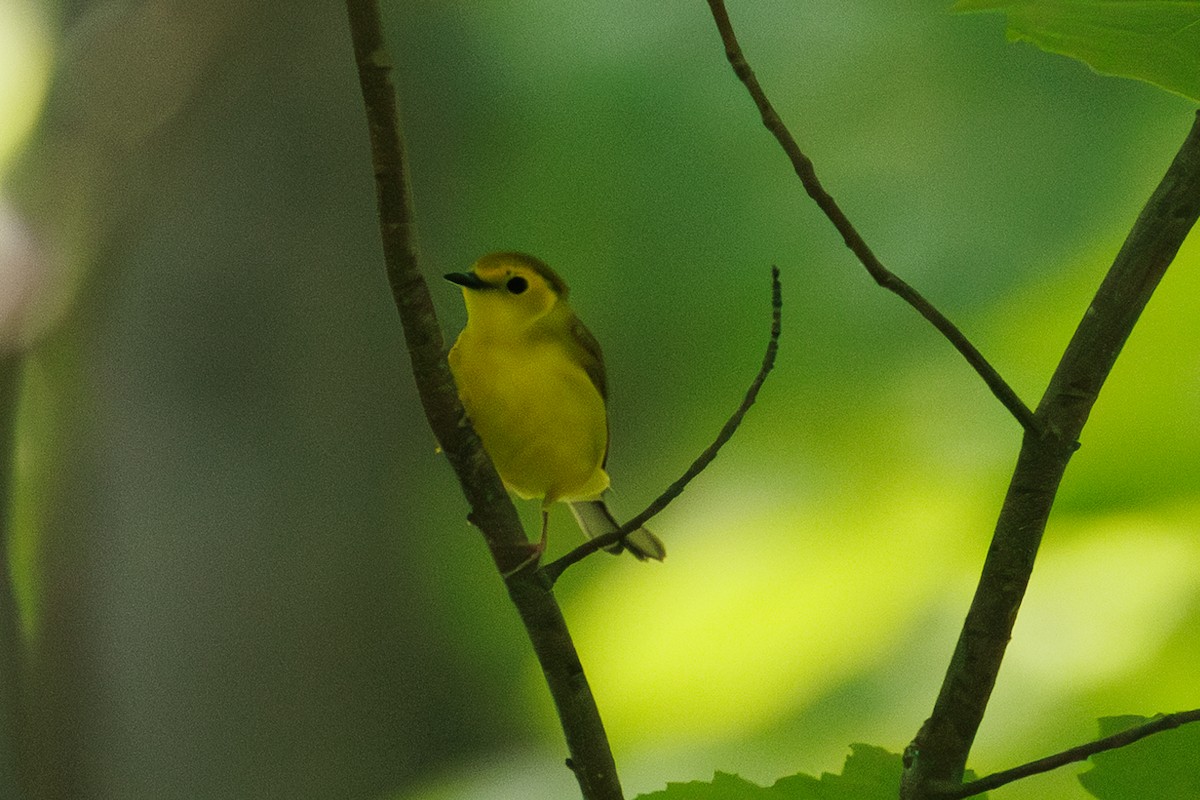 Hooded Warbler - ML636594956