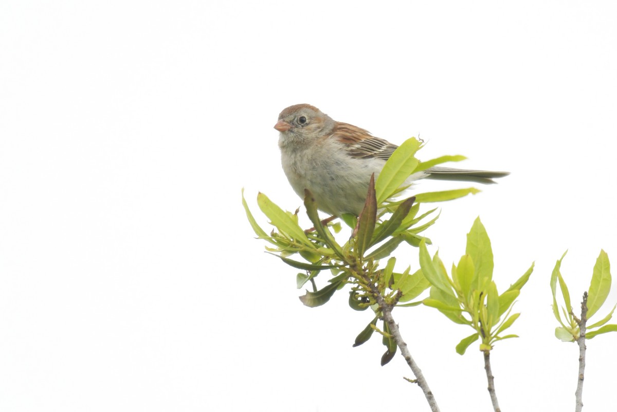 Klapperammer - ML636594974