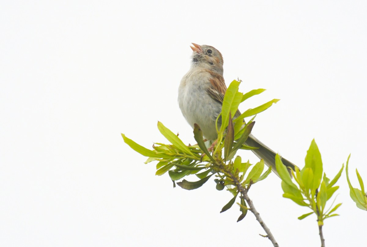 Klapperammer - ML636594975