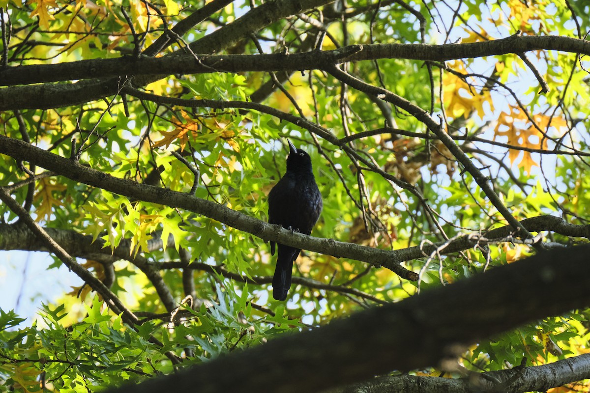 Common Grackle - ML636594991