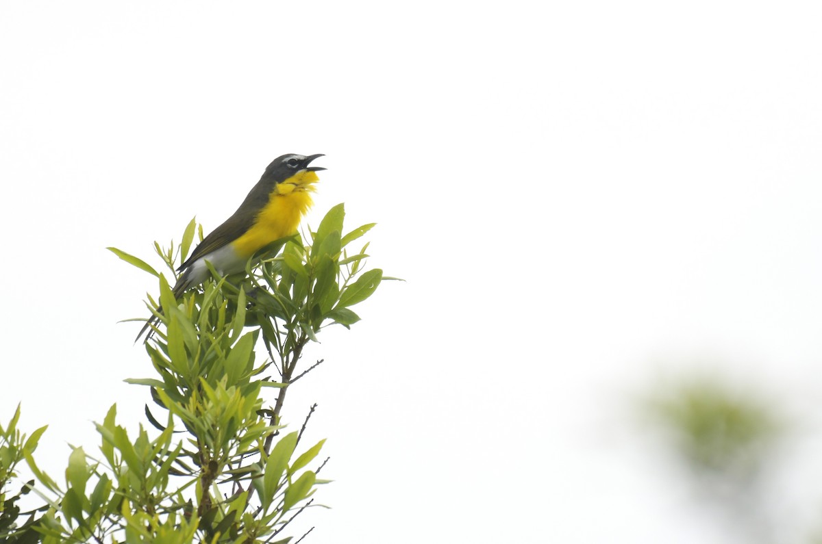 Flötenstärling - ML636595058