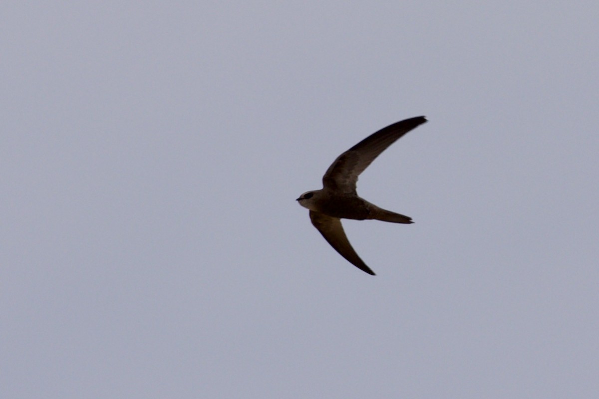 Pallid Swift - ML636595099