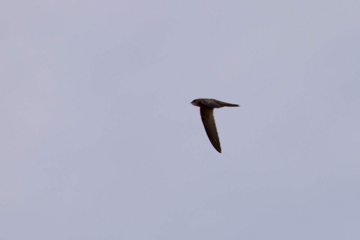 Pallid Swift - ML636595111