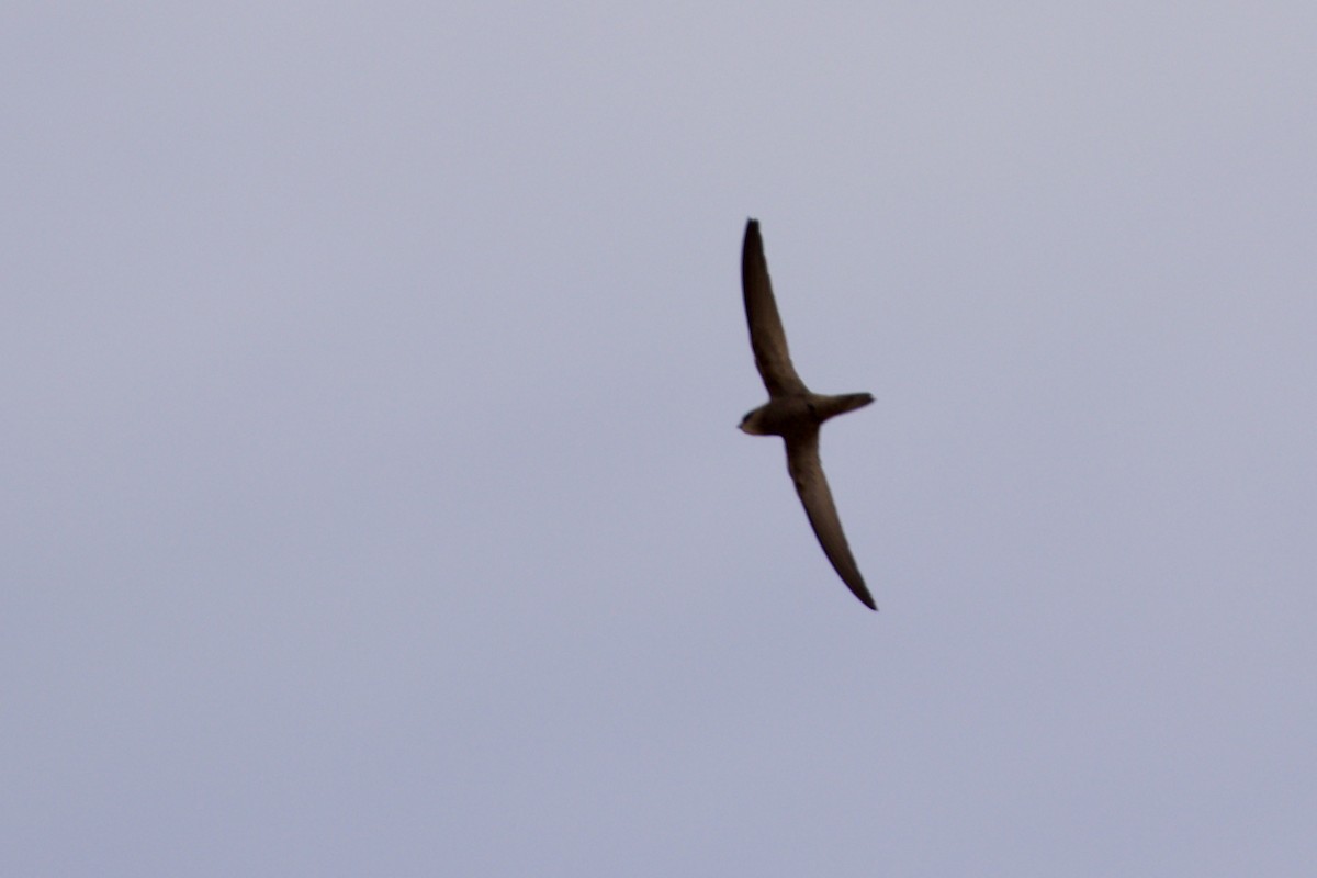 Pallid Swift - ML636595169