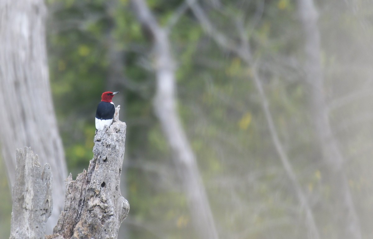 Rotkopfspecht - ML636595185