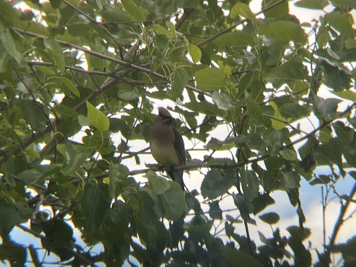 Cedar Waxwing - ML636595215