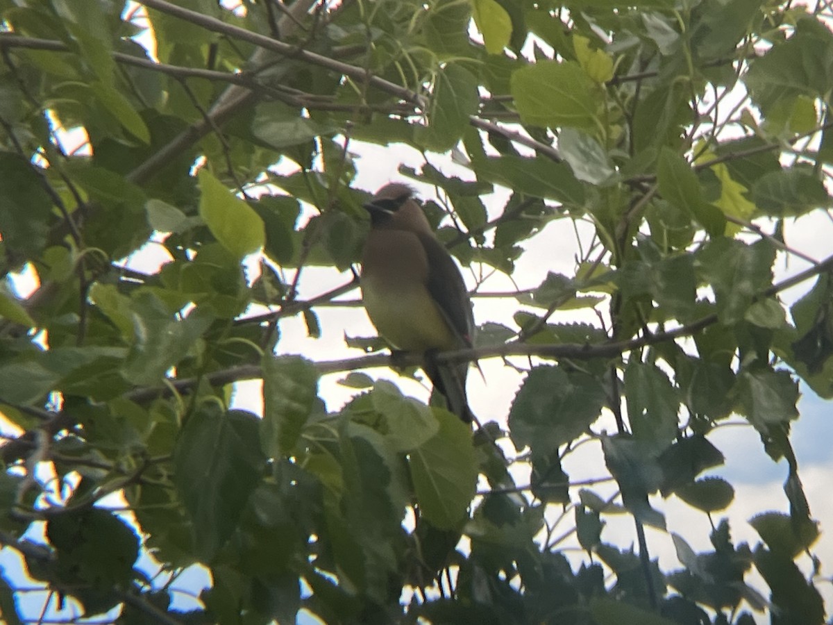 Cedar Waxwing - ML636595218