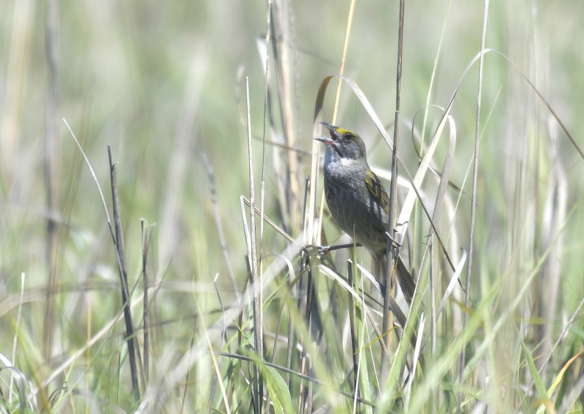 Strandammer - ML636595239