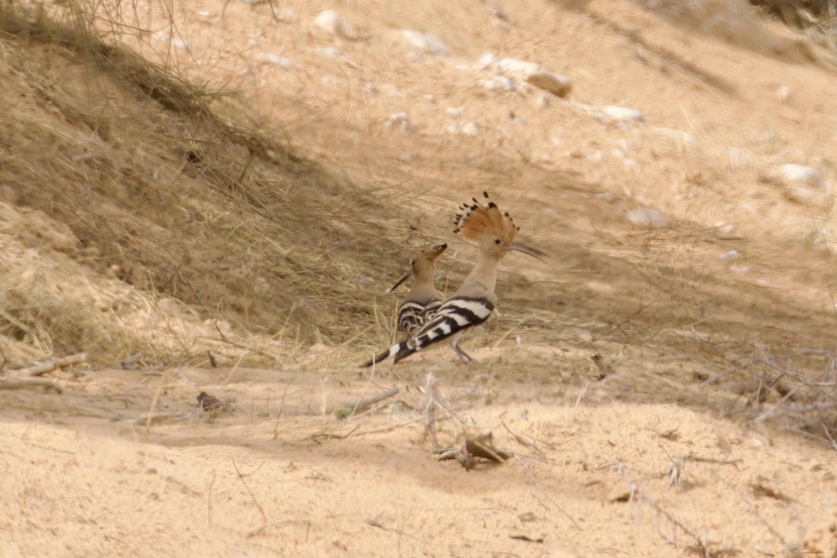 Common Hoopoe - ML636595248