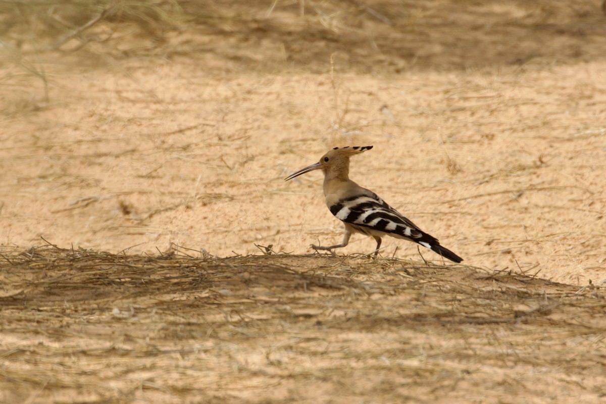 Common Hoopoe - ML636595260