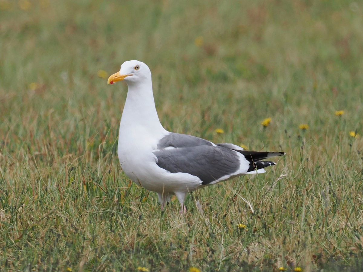 Western Gull - ML636595264
